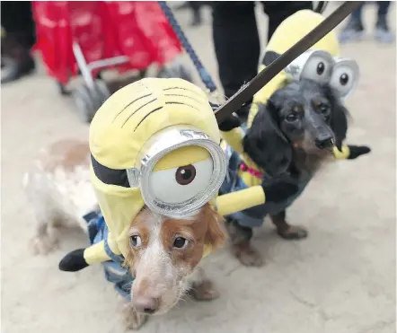  ?? — THE ASSOCIATED PRESS ?? Dachshunds Eli and Emily in Minion costumes. Protect your pets from the problems associated with the ingestion of Halloween candy and wrappers by keeping them out of reach.