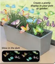  ?? ?? Glow in the dark Create a pretty display in your pots or garden