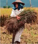  ??  ?? WHEN YOU TIRE of mountains, take a walk through rice paddies to see locals threshing the harvest