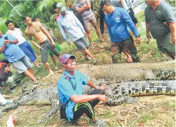  ??  ?? Kampung Selampit folks take a closer look at two of four crocodiles caught Saturday by licensed hunters.