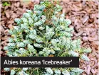  ?? ?? Abies koreana ‘Icebreaker’