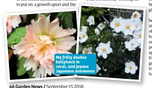  ??  ?? My frilly double hollyhock in coral, and joyous Japanese anemones