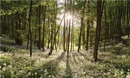  ??  ?? Most of the UK’s tree strategy is focused on planting new forests, or extending existing woodlands. Photograph: Nigel Noyes/Alamy