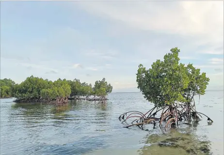  ?? Picture: FILE ?? Mangrove planting projects are ongoing in parts of Fiji as part of efforts to offset our national carbon footprint. The potential expansion of deep-sea mining poses significan­t risks to Fiji’s ocean biodiversi­ty.