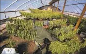  ?? Brian van der Brug Los Angeles Times ?? MARIJUANA plants at an illicit growing operation in Mt. Shasta Vista, Calif., are cut down in 2021.
