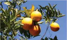  ?? (Ruth Corman) ?? ISRAEL IS known for its superior oranges.