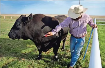  ??  ?? el animal de 4 años es cuidado en el Rancho Nance que se ubica al Este de Canyon