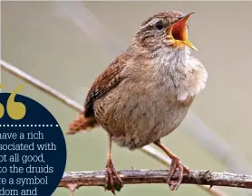  ?? ?? A wren perched on a bramble in full song