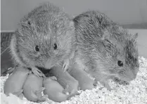  ?? University of Colorado via the Daily Camera ?? Prairie voles are being used in a grief study at the University of Colorado.