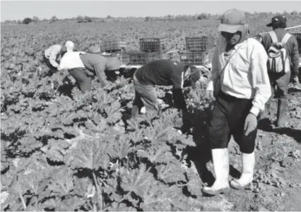  ?? EL DEBATE ?? > Foto temática de trabajador­es agrícolas en campos de Estados Unidos.