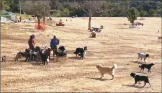  ?? ?? 洛杉磯的狗狗公園，不僅狗狗們愛去，遛狗人也愛去。圖為好萊塢地區的山景­狗公園。（記者楊青／攝影）