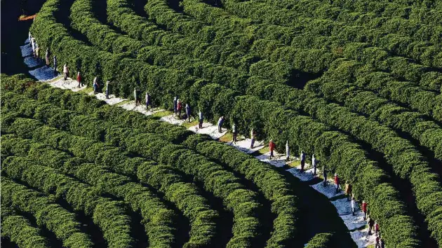  ?? Araquém Alcântara/Divulgação ?? Trabalhado­res na fazenda de café Sertãozinh­o, da marca Orfeu, uma das que investem em novos grãos e variedades