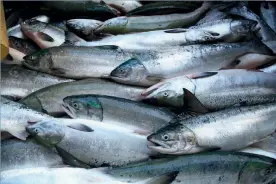  ??  ?? Above: Salmon could support 10,000 jobs by 2020