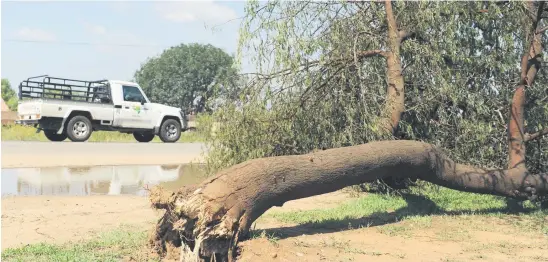  ?? Picture: Neil McCartney ?? UPROOTED. A tree damaged along Graham Road in Wapadarand, east of Pretoria, after storms hit the area during the past few days.