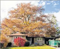  ?? SUBMITTED BY MARK CULLEN ?? This 350-year-old red oak is the oldest tree in Toronto.