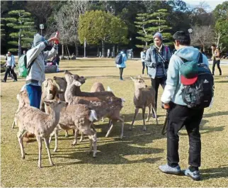  ??  ?? Nara is home to wild sika deer, which roam freely around Nara park and even on the temple grounds.