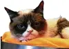  ?? F.: DPA ?? „Grumpy Cat“war für ihren Gesichtsau­sdruck bekannt.