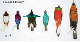  ??  ?? The museum’s press release had this photo showing the species stolen from its collection: Red-ruffed Fruitcrow, Resplenden­t Quetzal, Cotingas, and Birds of Paradise, including species collected by Henry Russel Wallace