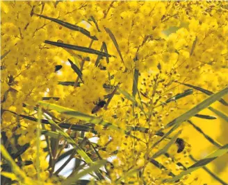  ?? ?? Flowering wattles are always a great indicator spring is on the way.