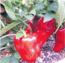  ??  ?? Redskin is an unusually productive sweet red pepper. The compact plants are ideal for container cultivatio­n.