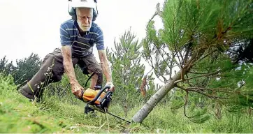  ?? WARWICK SMITH/STUFF ?? Real Xmas Trees owner Bryan Wilton fells a Christmas tree ready to go on sale on his property near Halcombe.