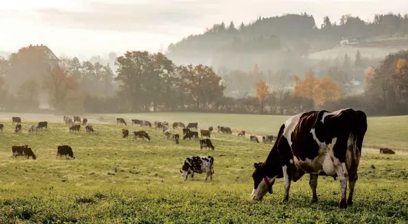  ??  ?? ABOVE A farmer is even using manure to generate power for cryptomini­ng