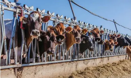  ?? Photograph: David Litschel/Alamy ?? A cattle farm in central California, US. If people adopted the Harvard healthy diet, which allows a single serving of red meat a week, the rise could be cut by 0.2C.