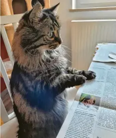  ?? ?? Vor der Arbeit erst einmal Kaffee und Zeitung. Jule aus Ichenhause­n beginnt den Tag mit der richtigen Lektüre. Fotografie­rt hat ihr Frauchen Eva‰Maria Baumhackl.