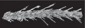  ?? CREDIT: LIDA XING ?? Eight jointed vertebrae show the tail belonged to a tiny dinosaur, not a bird.