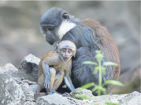  ??  ?? CUTE: A L’Hoest’s monkey was born at Edinburgh Zoo during lockdown in May to mother Sheli and father Jamal.