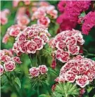  ?? Getty Images ?? Dianthus