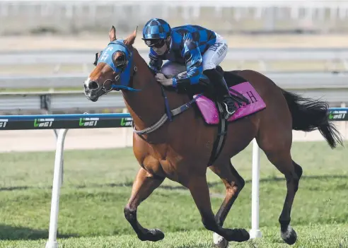  ?? Picture: DARREN ENGLAND ?? READY TO RUMBLE: Queensland hero Buffering is chasing a record fourth Moir Stakes at Moonee Valley tonight.