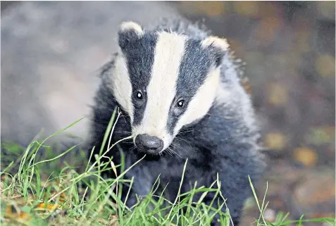  ??  ?? Researcher­s have developed an inexpensiv­e DNA test that can tell whether badgers are infected with TB, thus avoiding the unnecessar­y cull of healthy animals