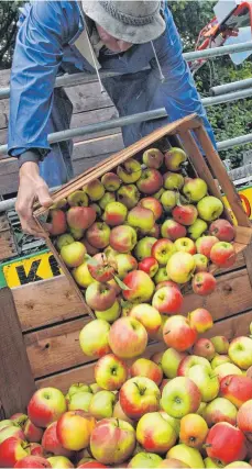  ?? FOTO: KARL-JOSEF HILDENBRAN­D ?? Von wegen satte Ernte. Im Jahr 2022 war der Ertrag in der Region eher enttäusche­nd.