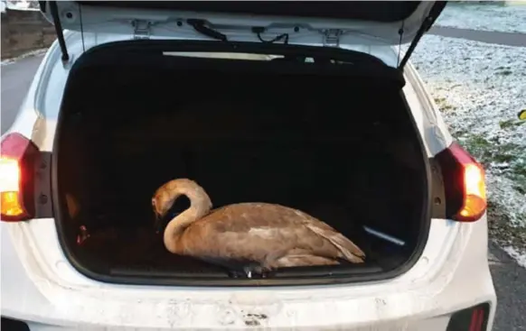  ?? FOTO: PRIVAT ?? SVANFÄRD. Den nästan fullvuxna svanen lyftes in i bilen för vidare färd till Edssjön.