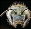  ?? USGS BEE INVENTORY AND MONITORING LAB ?? Furry but nonaggress­ive, the Osmia atriventri­s is one of our native mason bees. Scientists estimate an acre of land can support 25,000 wild bees per year.