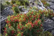  ?? ?? Candle Cranberry (Astroloma foliosum).