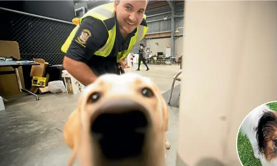  ?? CHRIS MCKEEN/STUFF ?? While Customs handlers such as Tyler Owen, pictured getting Leo ready for a detection exercise, use five primary rewards while training, some animal nutritioni­sts say some type of treats can be harmful for dogs – especially small breeds.
