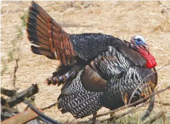  ?? AP FILE PHOTO/KEITH SRAKOCIC ?? For hunters, there might not be any bird as maddening as the wild turkey, which torments so many each spring despite early starts and long mornings dedicated to calling in the gobblers