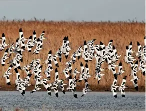  ??  ?? Striking pied avocets, Recurviros­tra avosetta, sweep over the water.