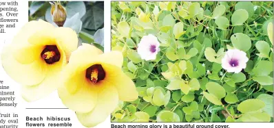  ??  ?? Beach hibiscus flowers resemble yellow roses when they first open in the morning. Beach morning glory is a beautiful ground cover.