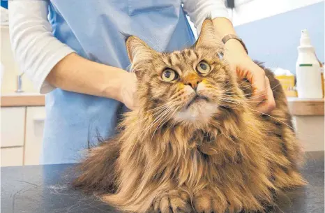 ?? FOTO: DPA ?? Katzen können viele Krankheite­n bekommen, die durch Impfungen vermeidbar sind.