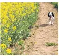  ?? ?? A dog enjoys yesterday’s sunshine in a rapeseed field near Dorchester, Dorset