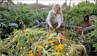  ?? GARY CORONADO / THE LOS ANGELES TIMES
PHOTOS BY ?? Yvonne Savio works on her compost bin, a mix of green matter, clippings from the kitchen and brown matter.