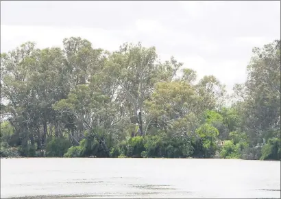  ??  ?? Not enough . . . The Wentworth Group of Concerned Scientists says the Murray-Darling Basin Plan will fail unless government­s commit to its full implementa­tion.