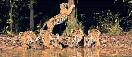  ??  ?? A TIGRESS WITH HER CUBS at an artificial waterhole created by the Forest Department in the greater Tadoba landscape in Chandrapur district, Maharashtr­a, a file photograph.