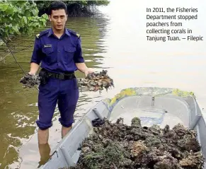  ??  ?? Below: Silt that smothers corals hinder their ability to photosynth­esise.in 2011, the fisheries department stopped poachers from collecting corals in Tanjung Tuan. — filepic