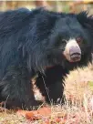  ?? Supplied ?? Sloth bear