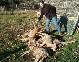  ?? (Photos A. D.) ?? Sept bêtes sont mortes au Cannet-des-Maures. Une vingtaine devra être euthanasié­e. « On ne peut pas les soigner », explique Anaïs Féménia.