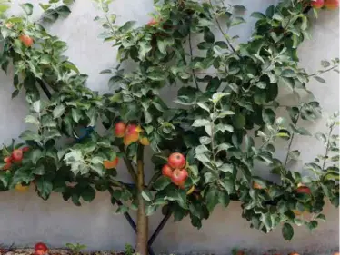  ??  ?? BELOW: Espaliered apple tree.